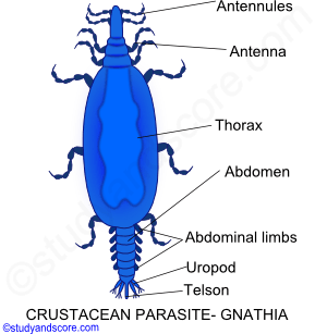 Parasitism in Crustaceae, crustacean parasites, parasitic crustaceans, copepod parasites, Isopoda parasites, cirripidea parasites, Branchiura parasites